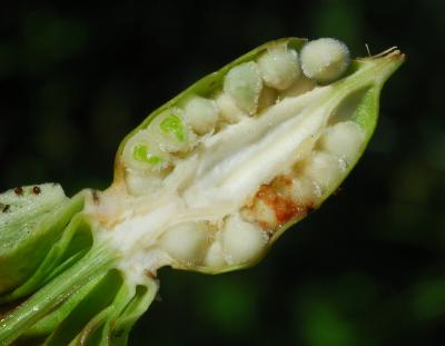 Hibiscus_laevis_fruit2.jpg