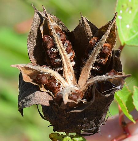 Hibiscus_laevis_fruit3.jpg