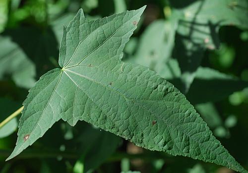 Hibiscus_laevis_leaf1.jpg