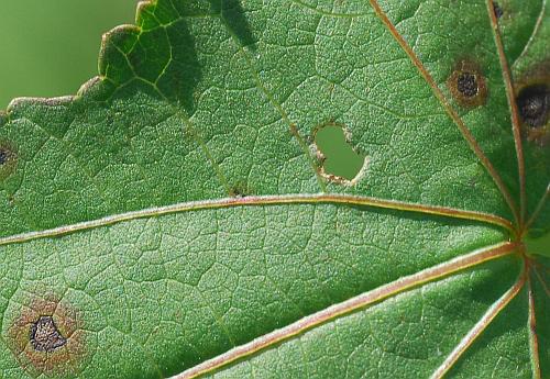 Hibiscus_laevis_leaf1a.jpg