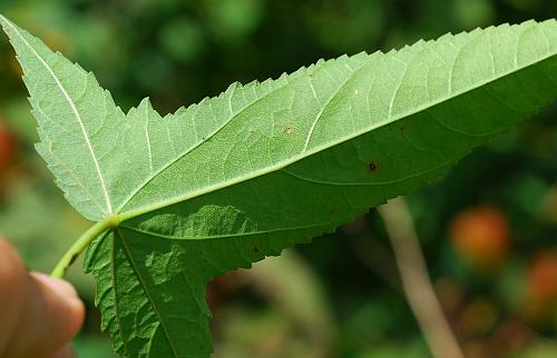 Hibiscus_laevis_leaf2.jpg