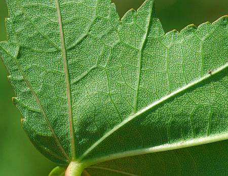 Hibiscus_laevis_leaf2a.jpg