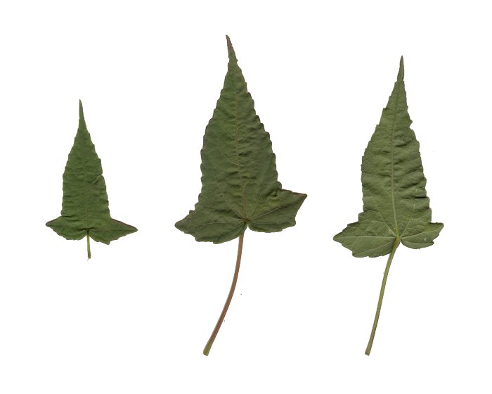 Hibiscus_laevis_leaves.jpg