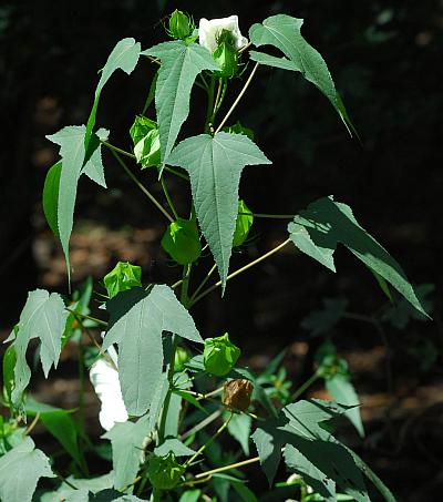 Hibiscus_laevis_leaves1.jpg