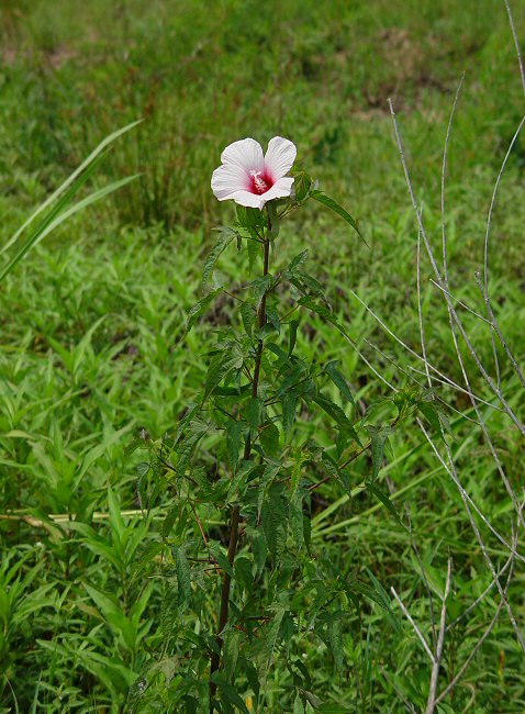 Hibiscus_laevis_plant.jpg