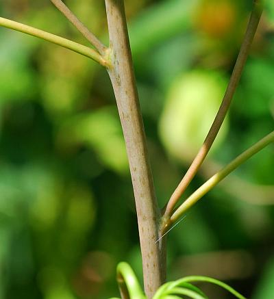 Hibiscus_laevis_stem.jpg