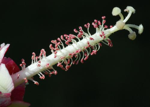 Hibiscus_laevis_styles.jpg