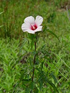 Hibiscus laevis thumbnail