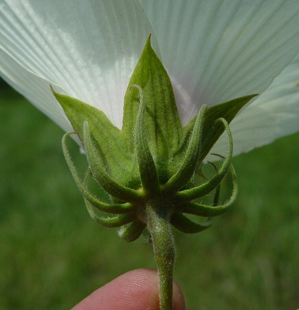 Hibiscus_lasiocarpos_bracts.jpg