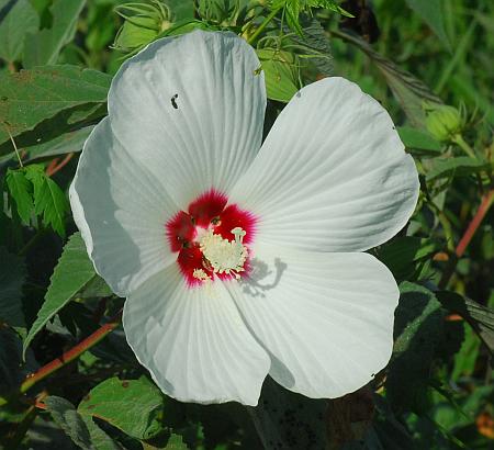 Hibiscus_lasiocarpos_corolla.jpg