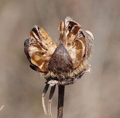 Hibiscus_lasiocarpos_fruit.jpg