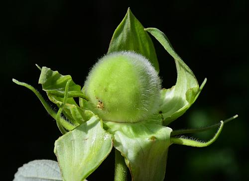 Hibiscus_lasiocarpos_fruit1.jpg