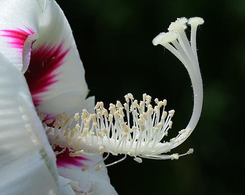 Hibiscus_lasiocarpos_functional.jpg