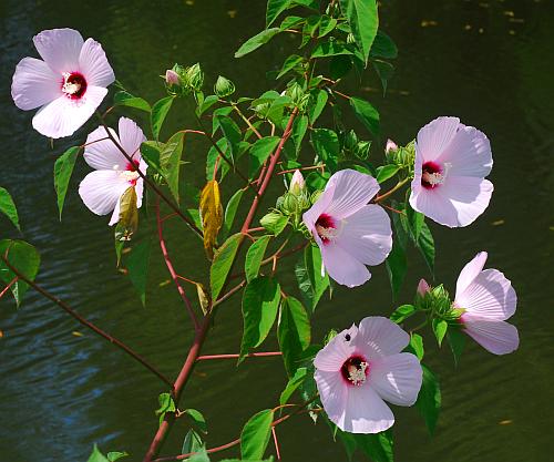 Hibiscus_lasiocarpos_inflorescence.jpg