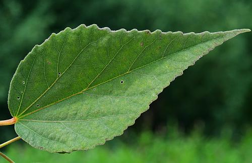 Hibiscus_lasiocarpos_leaf1.jpg