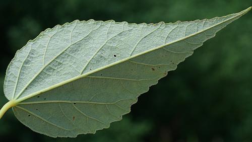 Hibiscus_lasiocarpos_leaf2.jpg