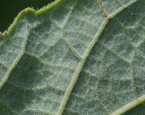 Hibiscus_lasiocarpos_leaf2a.jpg