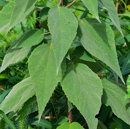 Hibiscus_lasiocarpos_leaves1.jpg