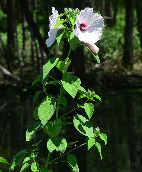 Hibiscus_lasiocarpos_plant.jpg