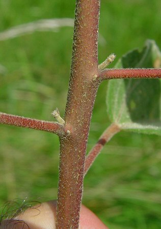 Hibiscus_lasiocarpos_stem.jpg