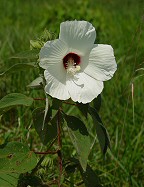 Hibiscus lasiocarpos thumbnail
