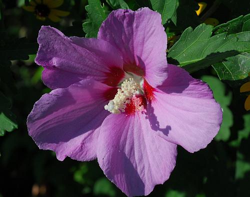 Hibiscus_syriacus_flower.jpg