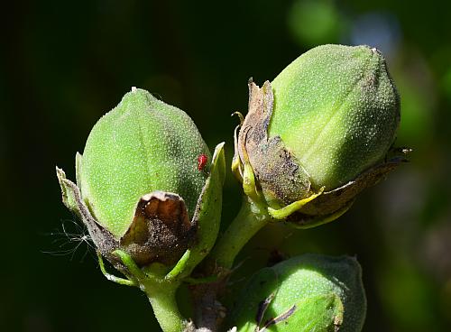 Hibiscus_syriacus_fruits1.jpg