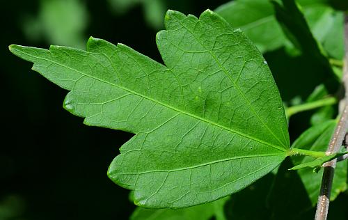 Hibiscus_syriacus_leaf1.jpg