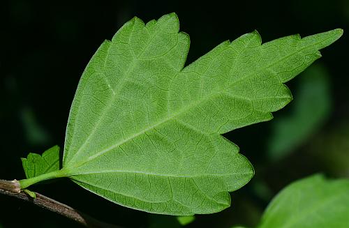 Hibiscus_syriacus_leaf2.jpg