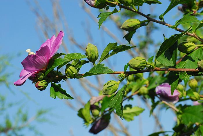 Hibiscus_syriacus_plant.jpg