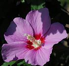 Hibiscus syriacus thumbnail