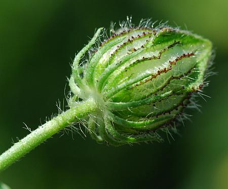 Hibiscus_trionum_bractlets.jpg