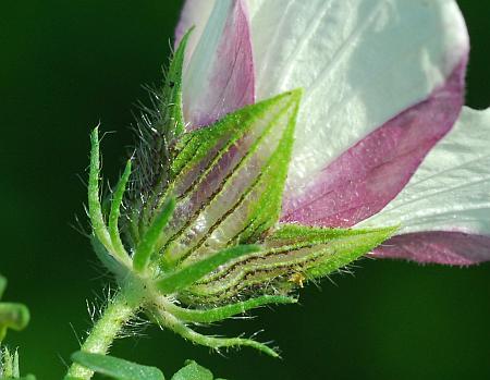 Hibiscus_trionum_calyx.jpg