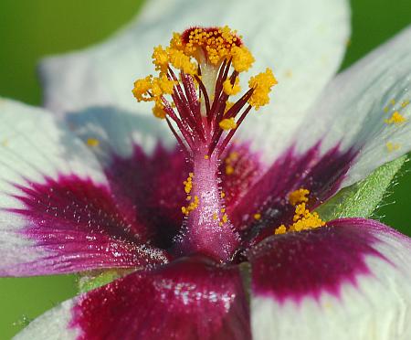 Hibiscus_trionum_column.jpg