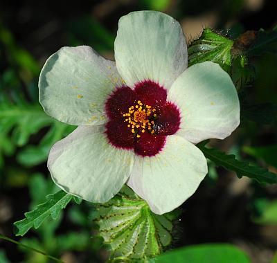 Hibiscus_trionum_corolla.jpg