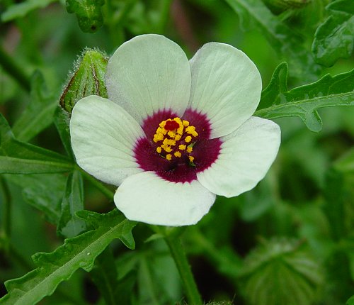 Hibiscus_trionum_flower.jpg