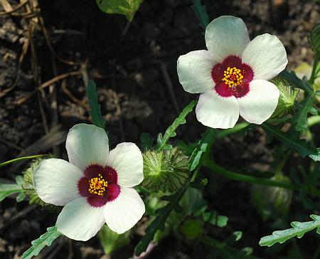 Hibiscus_trionum_flowers.jpg