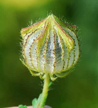 Hibiscus_trionum_fruit1.jpg