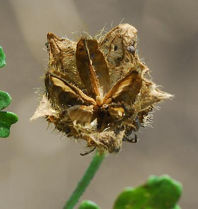 Hibiscus_trionum_fruit3.jpg