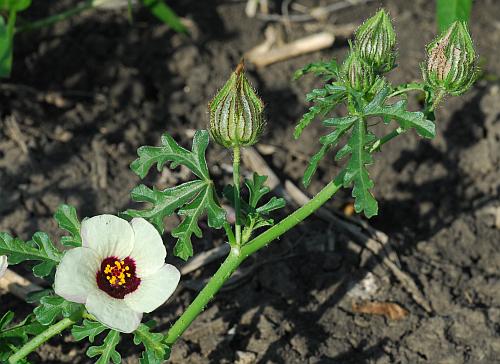 Hibiscus_trionum_inflorescence.jpg