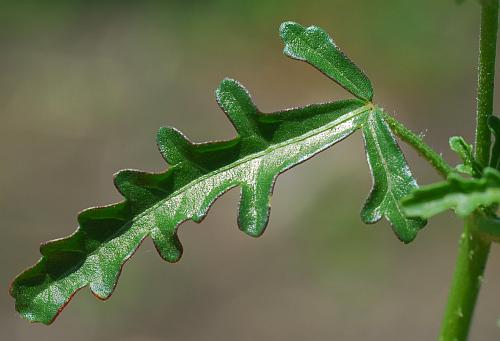 Hibiscus_trionum_leaf1.jpg