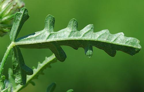 Hibiscus_trionum_leaf2.jpg