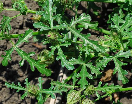 Hibiscus_trionum_leaves1.jpg