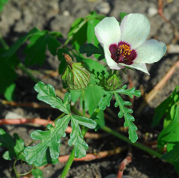 Hibiscus_trionum_plant.jpg