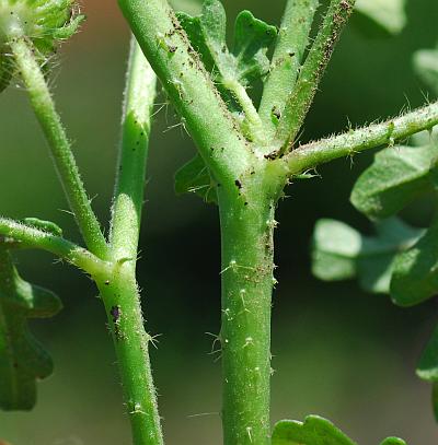 Hibiscus_trionum_stem.jpg