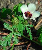 Hibiscus trionum thumbnail
