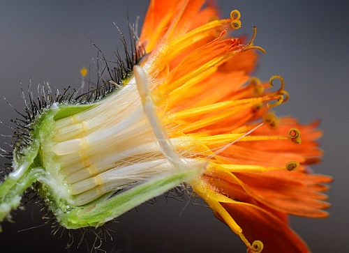 Hieracium_aurantiacum_florets.jpg