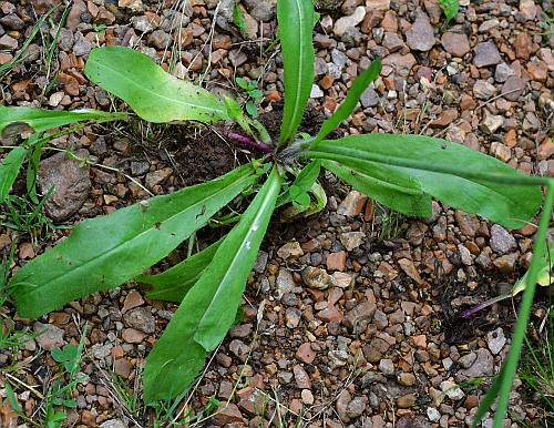 Hieracium_caespitosum_basals.jpg