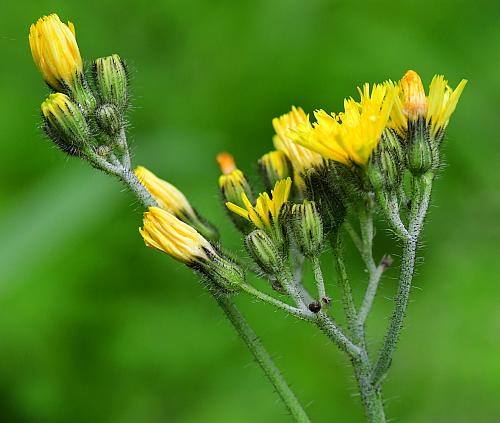 Hieracium_caespitosum_inflorescence1.jpg