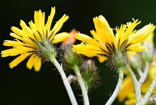 Hieracium_caespitosum_involucres1.jpg